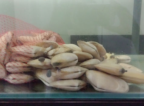 Sandy Keung_clams 製作的表格